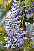 WISTERIA FLORIBUNDA TEXAS PURPLE