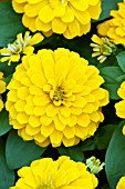 ZINNIA ELEGANS MAGELLAN YELLOW