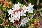 ABELIA GRANDIFLORA WHITE MARVEL