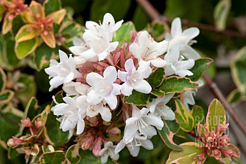 ABELIA_GRANDIFLORA_WHITE_MARVEL