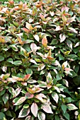ACALYPHA WILKESIANA TIKI FIRESTORM