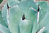 AGAVE PARRYI TRUNCATA