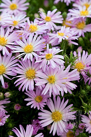 ASTER_WOODS_PINK