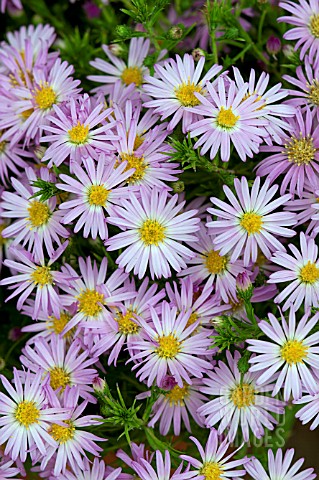 ASTER_WOODS_PINK