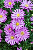 ASTER NOVI-BELGII ALERT