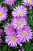 ASTER NOVI-BELGII ALERT