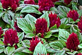 CELOSIA SMART LOOK RED