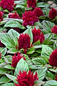 CELOSIA SMART LOOK RED