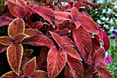 COLEUS WIZARD VELVET RED