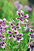 CUPHEA LAVENDER VIENCO