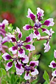 CUPHEA LAVENDER VIENCO