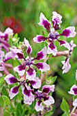 CUPHEA LAVENDER VIENCO