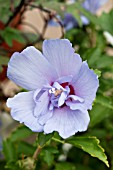 HIBISCUS SYRIACUS NOTWOODTHREE BLUE CHIFFONâ?¢