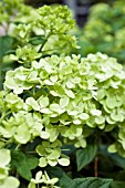 HYDRANGEA PANICULATA LITTLE LIME