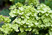 HYDRANGEA PANICULATA LITTLE LIME