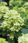 HYDRANGEA PANICULATA LITTLE LIME