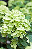 HYDRANGEA PANICULATA LITTLE LIME