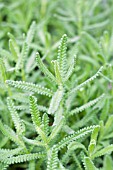 LAVANDULA DENTATA FRENCH LAVENDER