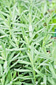 LAVANDULA DENTATA FRENCH LAVENDER