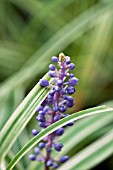 LIRIOPE MUSCARI VARIEGATA