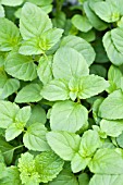 MENTHA AQUATICA LIME MINT