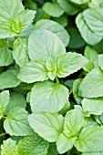 MENTHA AQUATICA LIME MINT