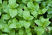 MENTHA SPICATA SPEARMINT