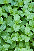 MENTHA SPICATA SPEARMINT