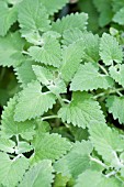 NEPETA CATARIA CATNIP