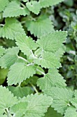 NEPETA CATARIA CATNIP