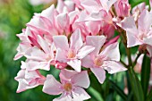 NERIUM OLEANDER PINK