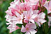 NERIUM OLEANDER PINK