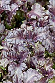 OCIMUM BASILICUM PURPLE RUFFLES