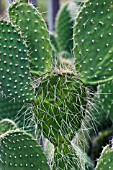 OPUNTIA PILIFERA HAIRY PRICKLY PEAR