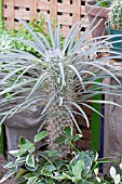 PACHYPODIUM LAMEREI