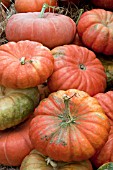 PUMPKIN CINDERELLA