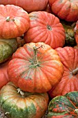 PUMPKIN CINDERELLA