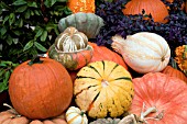 PUMPKIN GOURD MIX