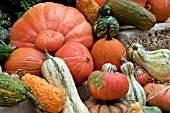 PUMPKIN GOURD MIX