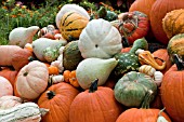 PUMPKIN GOURD MIX