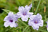 RUELLIA BRITTONIANA