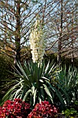 YUCCA PENDULA