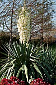 YUCCA PENDULA