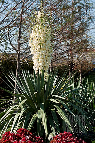 YUCCA_PENDULA