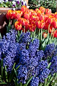 HYACINTHIS BLUE JACKET  TULIPA WORLDS FAVORITE