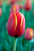 TULIPA WORLDS FAVORITE