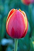 TULIPA WORLDS FAVORITE