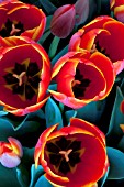 TULIPA WORLDS FAVORITE