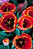 TULIPA WORLDS FAVORITE