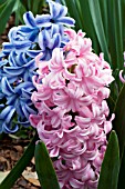 HYACINTHUS BLUE JACKET  PINK PEARL